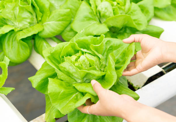 Closeup hand holding fresh vegetable hydroponic in field, healthy eathing concept, selective focus Closeup hand holding fresh vegetable hydroponic in field, healthy eathing concept, selective focus aquaponics photos stock pictures, royalty-free photos & images