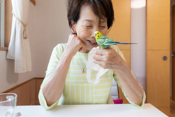 mujer mayor jugando con pájaro mascota - parrot young animal human hand cute fotografías e imágenes de stock