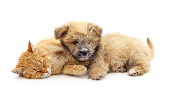 istock Cat sleeping near puppy. 1320430113