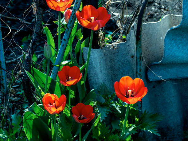istock bright red tulips bloom in the garden 1320430189