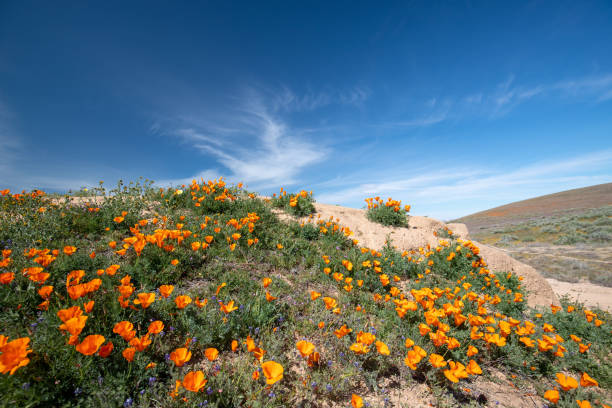 California Golden Poppies in the high desert of southern California USA California Golden Poppies in the high desert of southern California USA antelope valley poppy reserve stock pictures, royalty-free photos & images