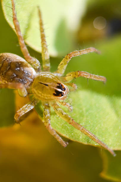 istock Close up image of spider in water 1320432160