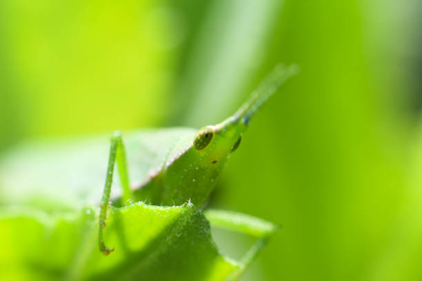 Grasshopper on grass.