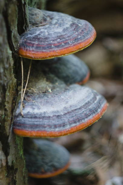 istock Tinder fungus on an old tree stump. 1320433017