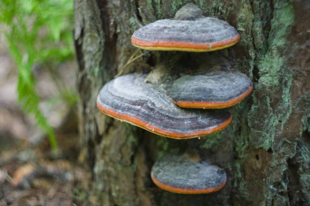 istock Tinder fungus on an old tree stump. 1320433022