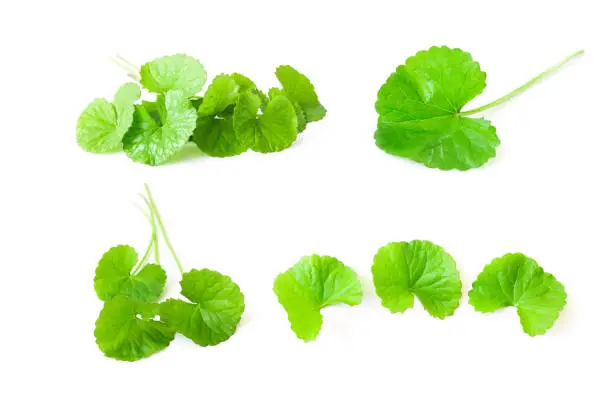 Closeup leaf of Gotu kola, Asiatic pennywort, Indian pennywort on white background, herb and medical concept, selective focus