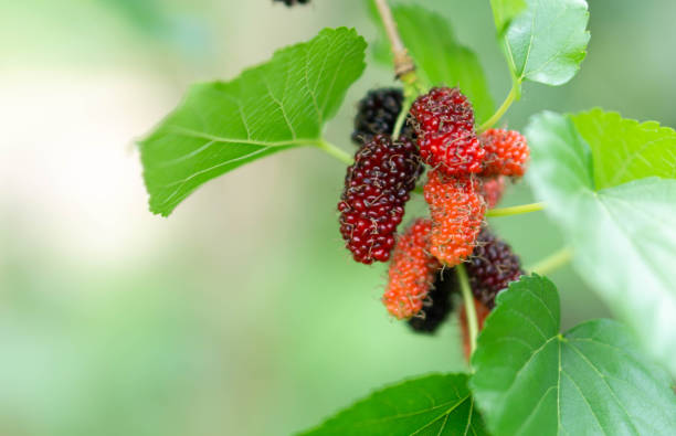 istock Fresh mulberry fruit with green leaves branch, selective focus 1320434845