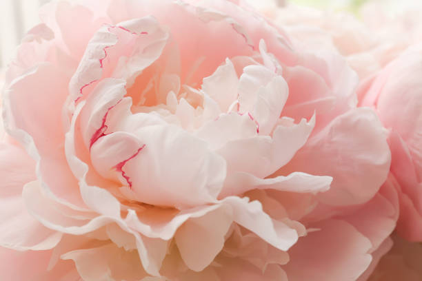 istock Close up view of a pink Peony 1320434862