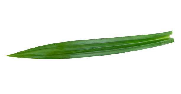 istock Fresh green pandan leaves isolated on white background 1320434898