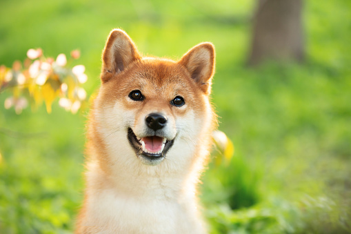 Close-up Portrait of beautiful, funny and happy red shiba inu dog sitting in the green grass in summer. Cute and adorable japanese red young female dog. Sunny day