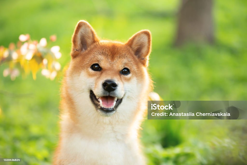 Beautiful, funny and happy red shiba inu dog sitting in the green grass in summer. Cute japanese dog posing at sunset. Close-up Portrait of beautiful, funny and happy red shiba inu dog sitting in the green grass in summer. Cute and adorable japanese red young female dog. Sunny day Shiba Inu Stock Photo