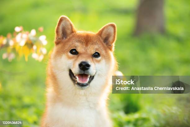 Beautiful Funny And Happy Red Shiba Inu Dog Sitting In The Green Grass In Summer Cute Japanese Dog Posing At Sunset Stock Photo - Download Image Now
