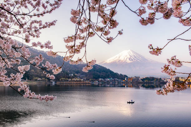 fuji mountain e pink sakura rami con barca pescatore in primavera sul lago kawaguchiko, giappone - volcano mt fuji autumn lake foto e immagini stock