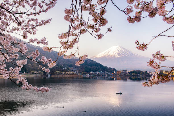 Fuji Mountain and Pink Sakura Branches with Fisherman Boat in Spring at Lake Kawaguchiko , Japan Lake Kawaguchiko is one of the most famous 5 lakes in Yamanashi Prefecture for Fuji Mountain sightseeing in especially in Autumn, Spring and Winter Lake Kawaguchi stock pictures, royalty-free photos & images