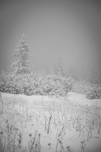 istock Monochrome view of a withered meadow in winter 1320438802