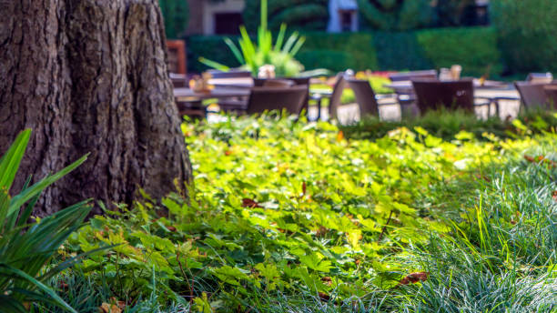 istock Green leaves background, cafes on the summer terrace 1320439510