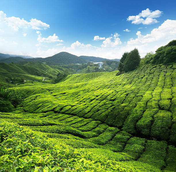 istock Tea plantation Cameron highlands, Malaysia 132044015