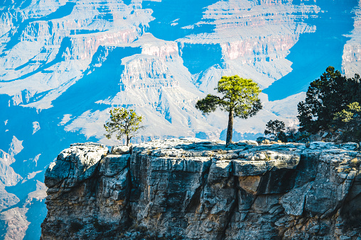 Trees standing on the edge of the powerful Grand Canyon landscape in Arizona.