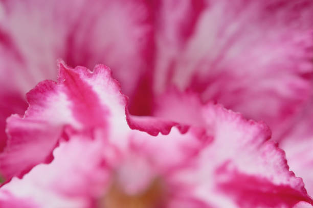 istock Close up Mock Azalea flower blossom for background 1320442045