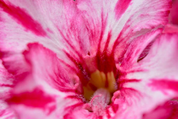 istock Close up Mock Azalea flower blossom for background 1320442054