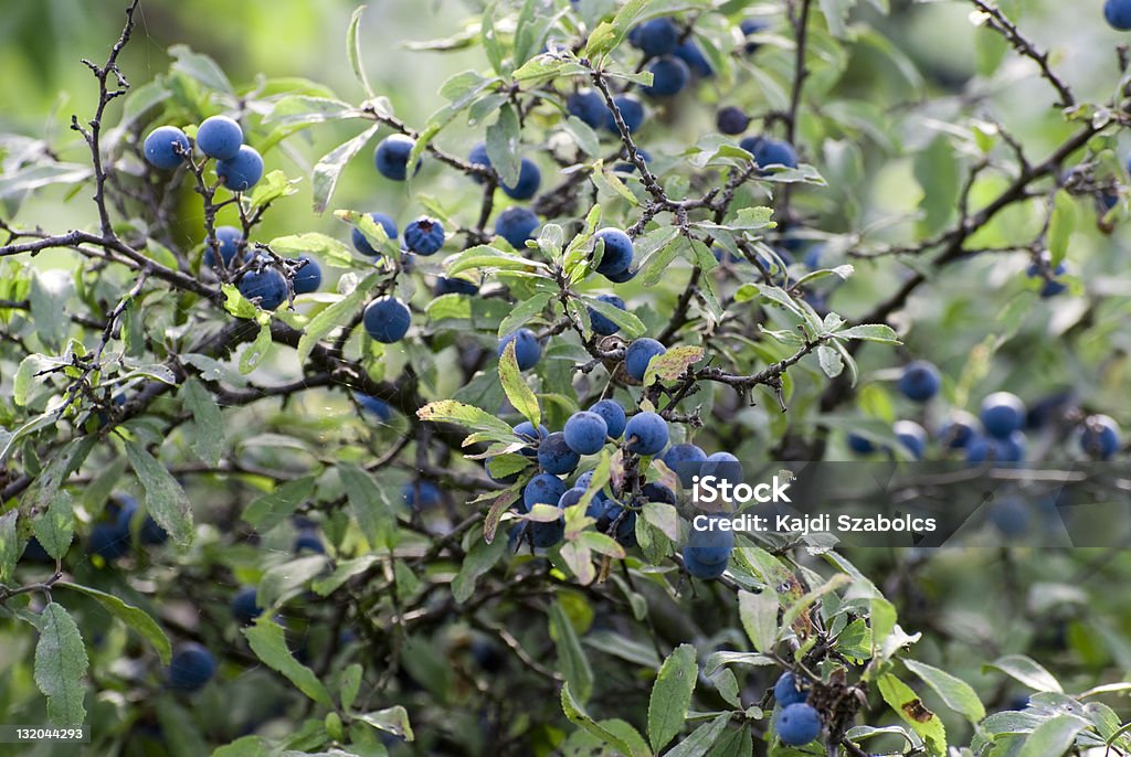 sloe bush Berry Stock Photo