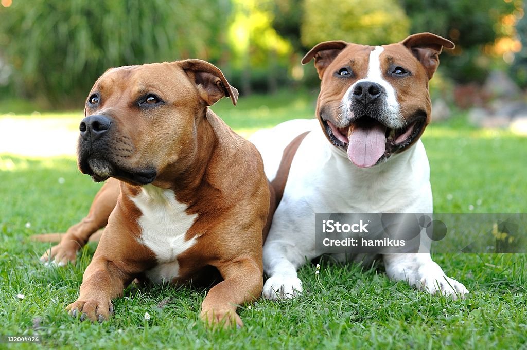 American Staffordshire terriers Two American Staffordshire terriers lying on the grass. Two Animals Stock Photo