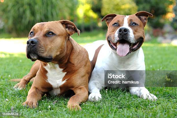 American Staffordshire Terriers Stock Photo - Download Image Now - Two Animals, American Staffordshire Terrier, Staffordshire Bull Terrier