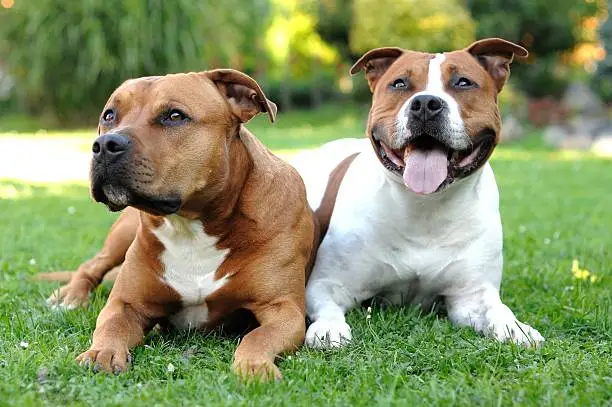 Two American Staffordshire terriers lying on the grass.