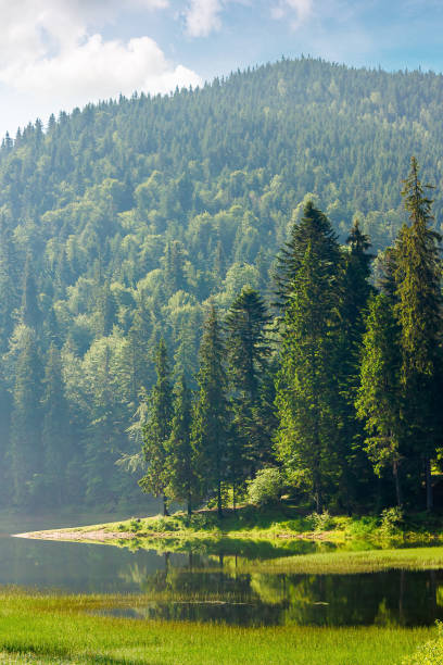 istock mountain lake among the forest in morning light 1320444678