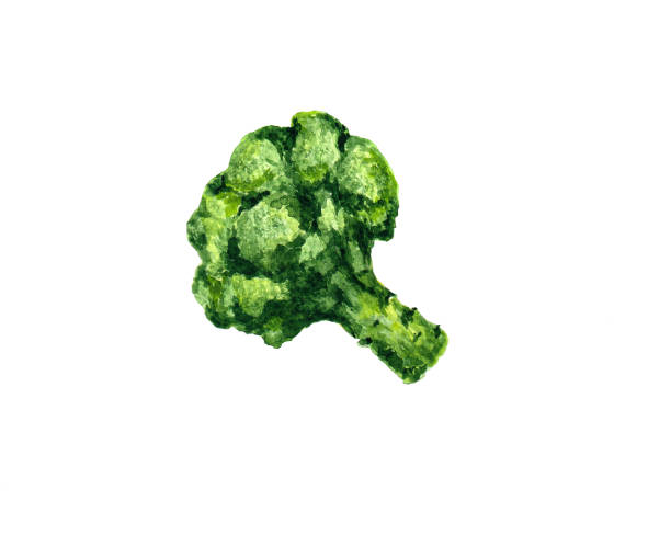 Branch of green broccoli watercolour drawing on a white background Branch of green broccoli watercolour drawing on a white background. Broccoli aquarelle drawing. brokoli stock pictures, royalty-free photos & images
