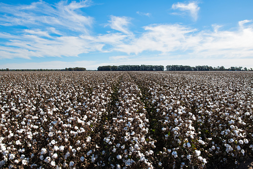 Cotton ready for harvest, near Griffith, in New South Wales, Australia