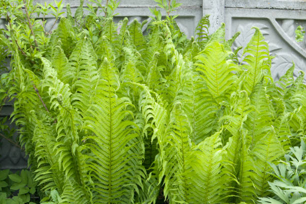 istock Summer field with grass fern, artistic partial focus and blurred background 1320445894