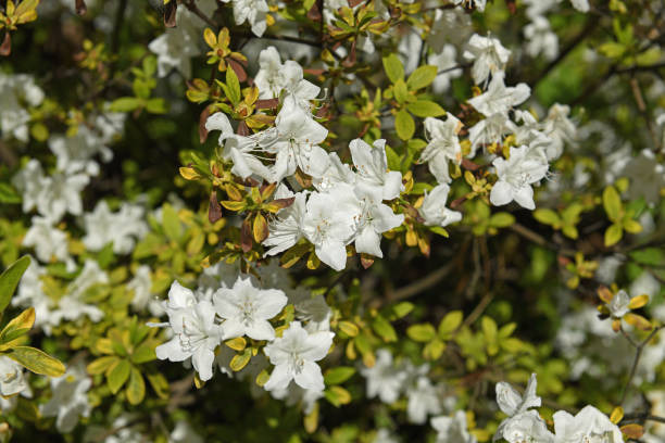 istock Rhododendron (dauricum) April Reign in spring 1320446876