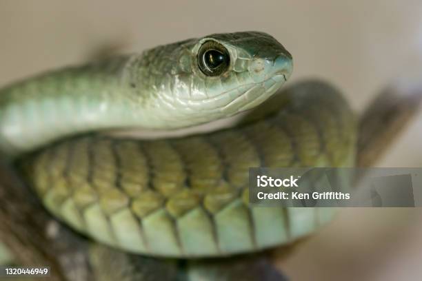 Female Boomslang Snake Stock Photo - Download Image Now - Boomslang Snake, Zambia, Africa
