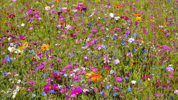 istock A lovely color mixture in the meadow 1320447056