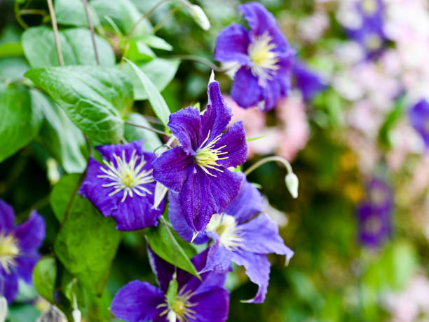istock Flowers of clematis 1320447662