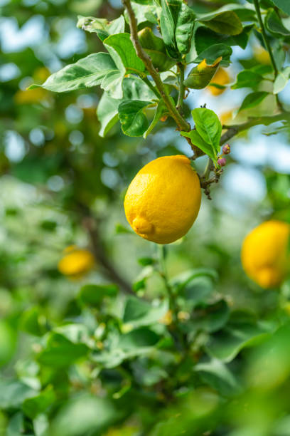 istock Lemon tree branches with flowers and fruits 1320448188