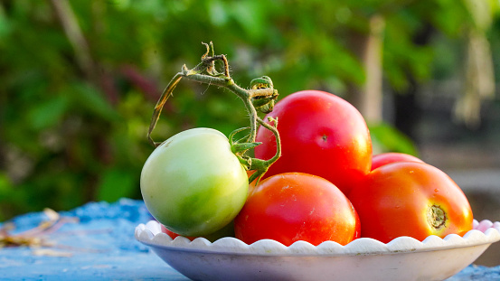 Tomato vegetable concept. Vegan diet food. Harvesting tomatoes. Fresh tomato used for cooking.