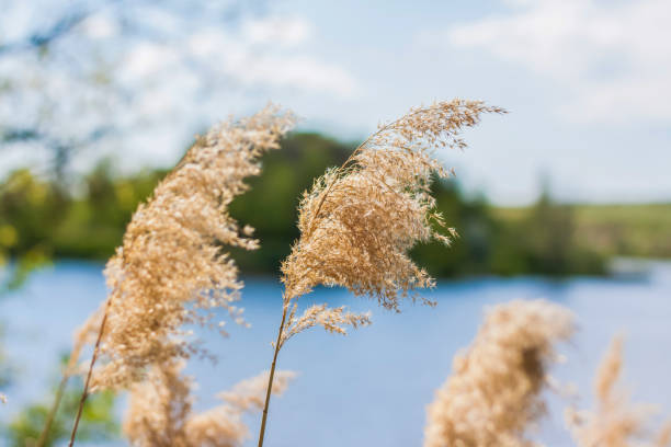 istock Pampas grass on the lake, reeds, cane seeds. 1320449107