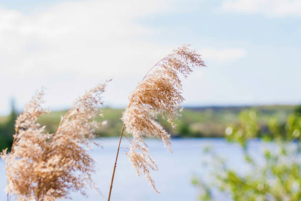istock Pampas grass on the lake, reeds, cane seeds. 1320449114