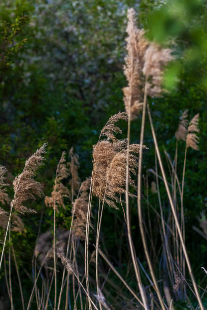 istock Pampas grass on the lake, reeds, cane seeds. 1320449132