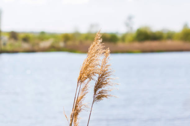 istock Pampas grass on the lake, reeds, cane seeds. 1320449154