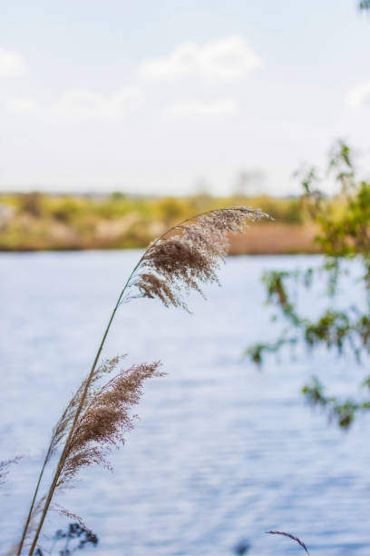 istock Pampas grass on the lake, reeds, cane seeds. 1320449177