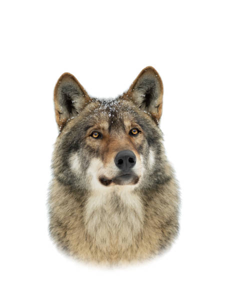 istock portrait of a gray wolf with snowflakes on the muzzle isolated on white 1320450198