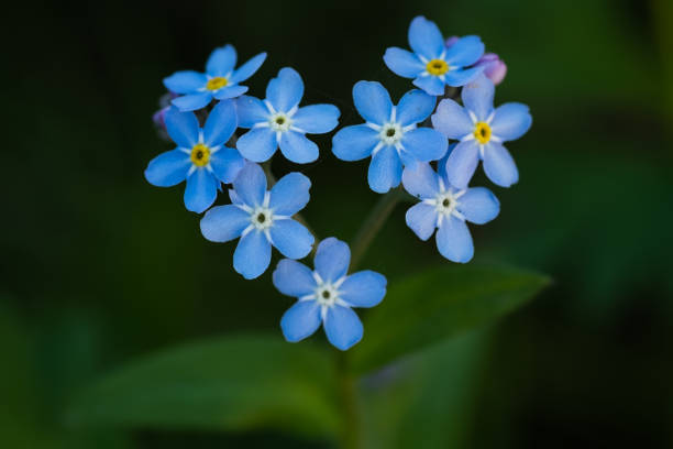 istock blue flowers forget-me-not 1320450939