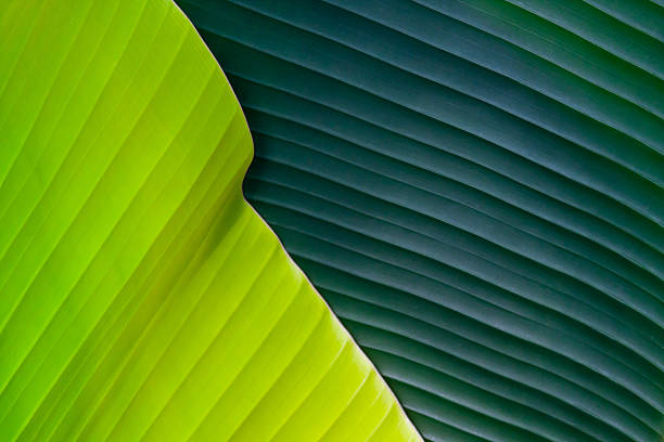 Green Leaves stock photo