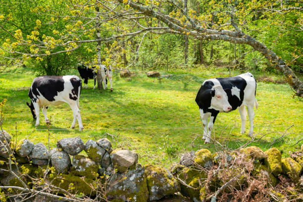 Cows of the breed Swedish Friesian grazing in an idyllic environment
