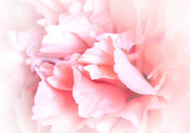 istock Extreme closeup of a carnation flower, selective focus 1320451139