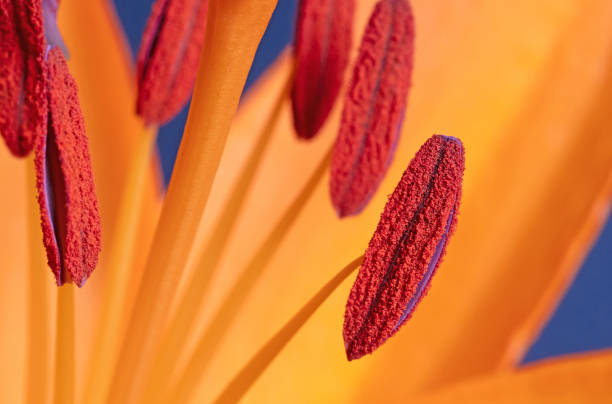 istock Closeup of a orange lily, selective focus 1320451141