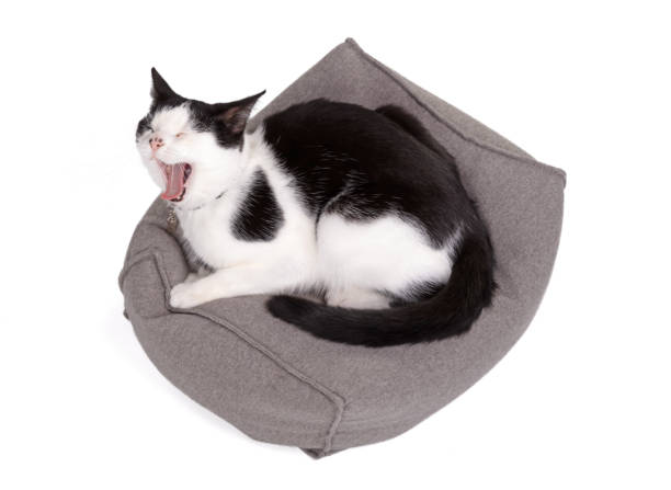 istock Black and white cat resting on a pillow 1320451154
